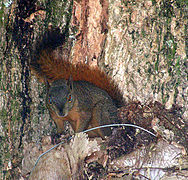 Sciurus igniventris