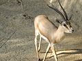 Gazelle Rym (Gazella leptoceros).