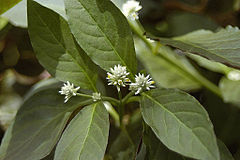 Description de l'image Alternanthera-brasiliana2.jpg.