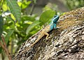 23. Kéktarajos agáma (Calotes mystaceus) a Keibul Lamjao Nemzeti Parkban (India, Manipur) (javítás)/(csere)