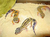 Des geckos léopard dans un vivarium