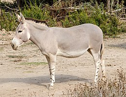 Szomáliai vadszamár (Equus africanus somaliensis)