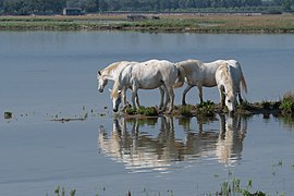 Heste i Camargue ved Isonzos udmunding