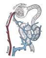 Distribution of blood vessels in cortex of kidney.