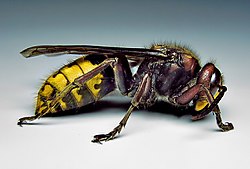 European hornet, Vespa crabro