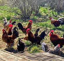 Icelandic settler fowl