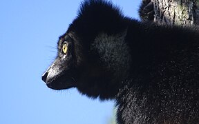 Indri at Périnet