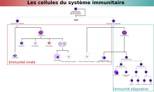 organigramme des types de cellules immunitaires regroupées par type de réponse