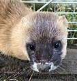 Szibériai görény (Mustela sibirica) portréja