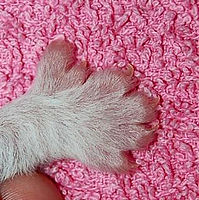 軸前性多指症：メインクーン猫、ヘミングウェイ変異体、右前足