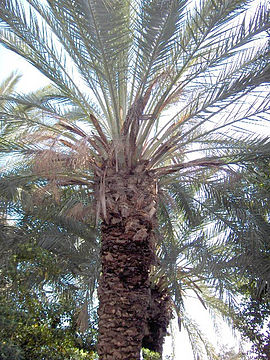 Dadelpalme (Phoenix canariensis).