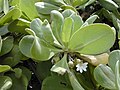 Vue d'une plante aux larges feuilles ovales et aux fleurs blanches