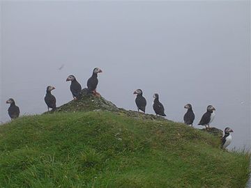 Lunnefågel.