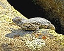 Western fence lizard (Sceloporus occidentalis), no data