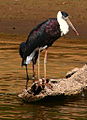 slika 3. Wooly necked stork 2.jpg