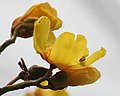 Cochlospermum religiosum flowers in Kolkata