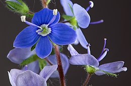 Paprastoji veronika (Veronica chamaedrys)