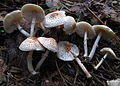 !!Lepiota cristata!!