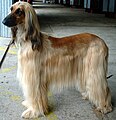 Afghan Hound