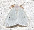 Arctornis l-nigrum (Lymantriinae, Arctornithini)