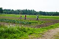 Weeding a field