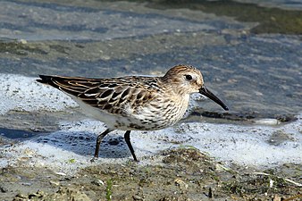 Calidris alpina