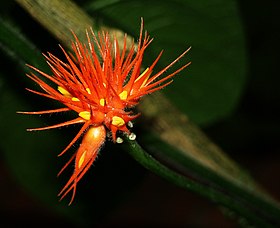 Gurania malacophylla