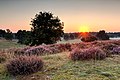 Heidelandschaft bei Haltern am See (Westruper Heide)