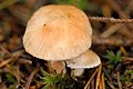 !!Inocybe umbratica!!