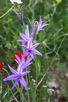 Ixiolirion Tataricum in Behbahan