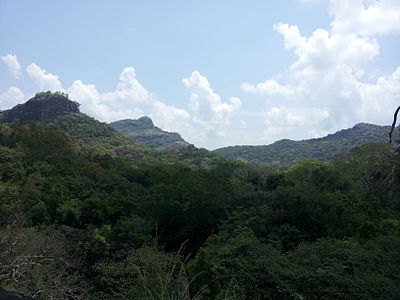 Kandalama forest in at Kaludiya Pokuna