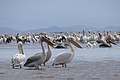 Pelicans