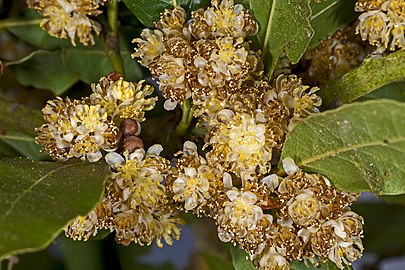 Inflorescences