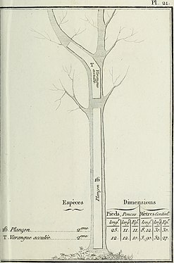 Varangue acculée ; plançon.