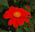 en:Tithonia