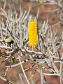 Mulga (Acacia aneura)