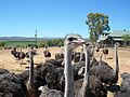 Autruches à Oudtshoorn