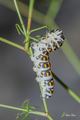 Papilio alexanor bruco-Piemonte, Valle Gesso (CN)