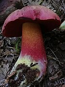 Rubroboletus demonensis, le Bolet du Val Demone, toxique.