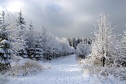 Pokryte śniegiem lasy w Beskidzie Śląsko-Morawskim