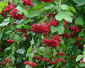 Viburnum opulus