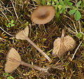 !!Entoloma sericeoides!!