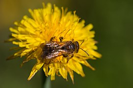 Abeille sur un salsifi des prés