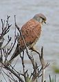 Common Kestrel 1