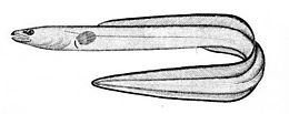 Jūrinis ungurys (Conger conger)