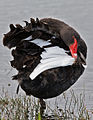 Black swan preening.