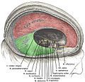 Dura mater and its processes exposed by removing part of the right half of the skull, and the brain.