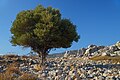 Olive tree at the Feraclos Castle ruins