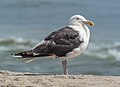 Image 28Great black-backed gull in Quogue, NY