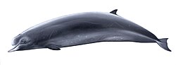 キタトックリクジラ